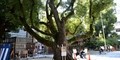 大阪の開運パワースポット神社 難波神社