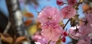 生田神社の桜