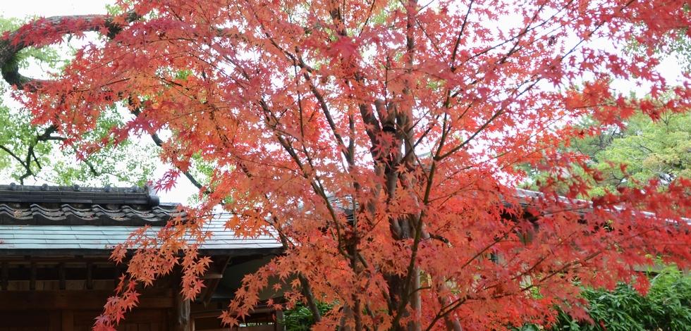 西宮神社の紅葉