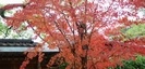 西宮神社の紅葉