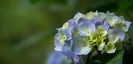 加茂神社の紫陽花