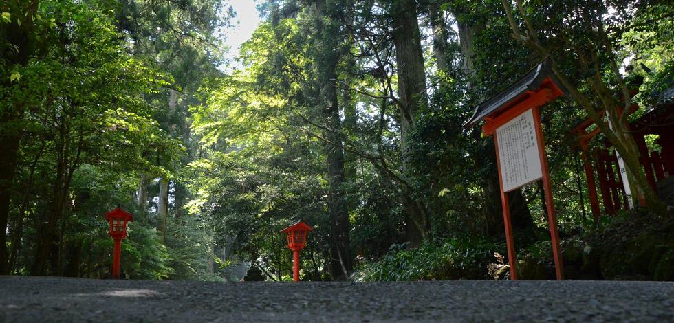 箱根神社の夏の朝の参道