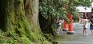 箱根神社の夫婦杉