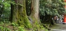 箱根神社の木