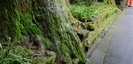 箱根神社の木の根っこ