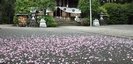 比々多神社の八重桜