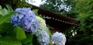 比々多神社の紫陽花