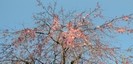 熊野神社のしだれ桜