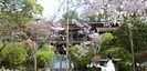 報徳二宮神社　桜と巫女