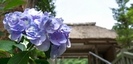 川匂神社の紫陽花
