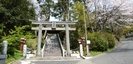 川匂神社の鳥居と桜