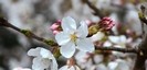 駒形神社の桜
