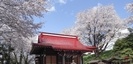 駒形神社の桜
