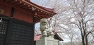 蓑笠神社の狛犬と桜