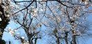 落幡神社の桜