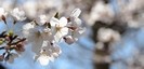 落幡神社の桜