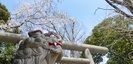 前鳥神社（さきとりじんじゃ）の狛犬と桜