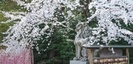 寒川神社の狛犬と桜