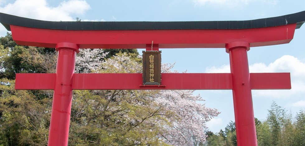 白笹稲荷神社 鳥居と桜