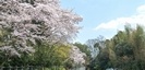 白笹稲荷の桜