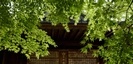 白笹稲荷神社の新緑