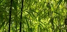 白笹稲荷神社の竹の写真
