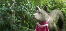 白笹稲荷神社の狛犬の写真