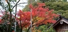 曽屋神社の紅葉