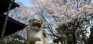曽屋神社の狛犬と桜