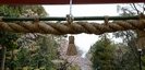 鶴岡八幡宮の鳥居と桜