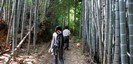 鴨神社の入口の竹林