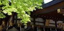 枚岡神社の新緑