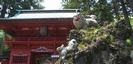 東口浅間神社の狛犬と門