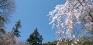 伊豆山神社の桜