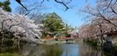 三嶋大社の池の桜