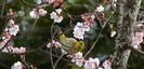 三嶋大社の春を告げる鳥