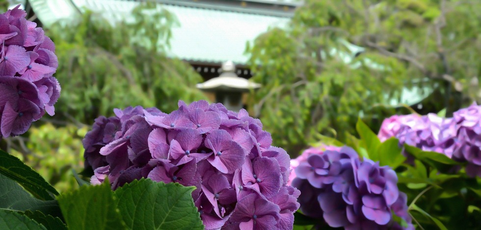 三嶋大社の紫陽花