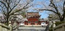 富士山本宮浅間大社の桜と門
