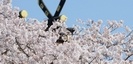 浅間大社の桜と千木・鰹木