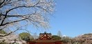 桜の綺麗な神社 浅間大社