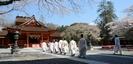 富士山本宮浅間大社の桜と本殿と神職