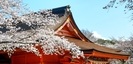 浅間大社の桜と拝殿