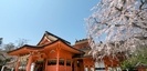 浅間大社の枝垂れ桜と本殿