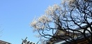 湯島天神の梅と千木